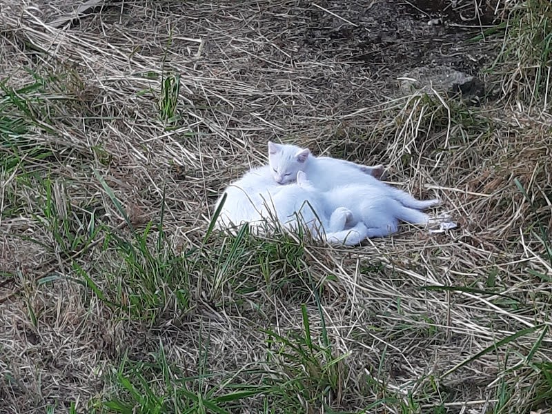 Sauvetage et Chats en Détresse (SCD) Nantes — photo