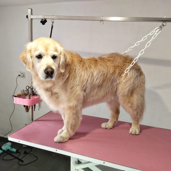 Les chiens d'Ambre — photo