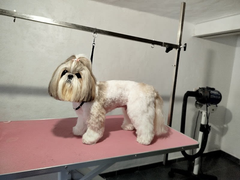 Les chiens d'Ambre — photo