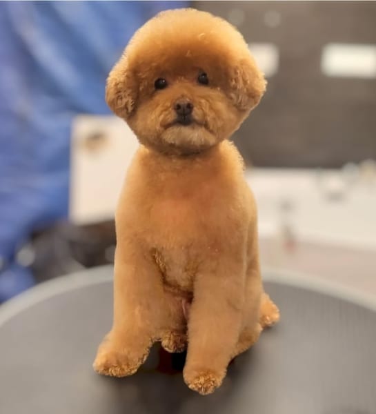 Pood'els, Salon de Toilettage canin, félin & NAC /DogWash/Garderie canine/Formation — photo
