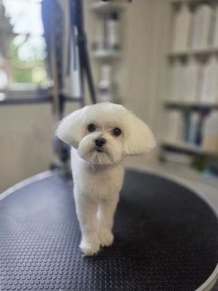 Pood'els, Salon de Toilettage canin, félin & NAC /DogWash/Garderie canine/Formation — photo