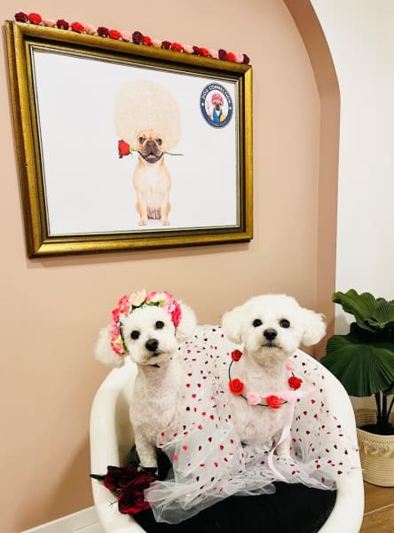 Dog Connection — photo