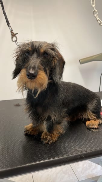 Aux Plaisirs Canins - Toilettage Canin à Vendenheim, proche Strasbourg — photo