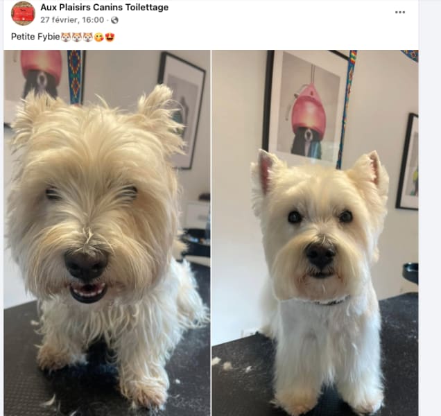 Aux Plaisirs Canins - Toilettage Canin à Vendenheim, proche Strasbourg — photo