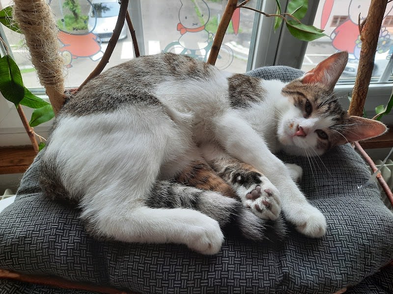 Société protectrice des animaux (SPA) de Strasbourg — photo