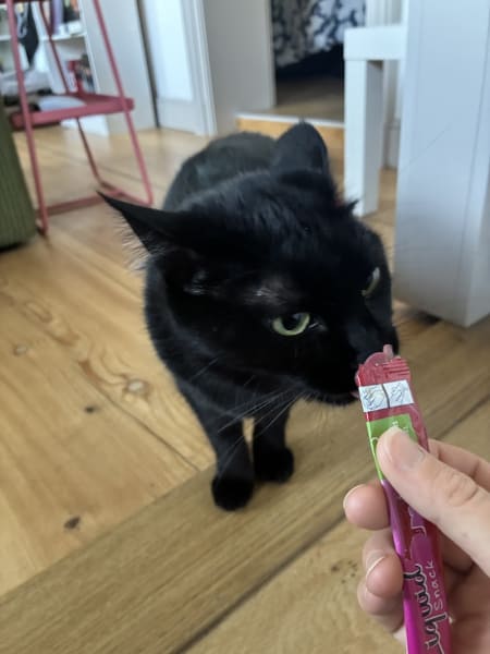 Hara Pet-Sitter — photo