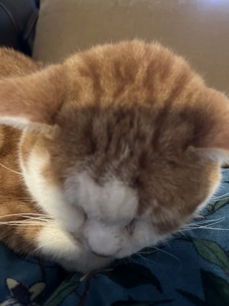 Hara Pet-Sitter — photo