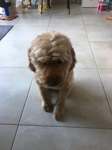 Dog&Chic - Toilettage à domicile — photo