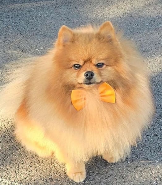 Perfect Dog — photo