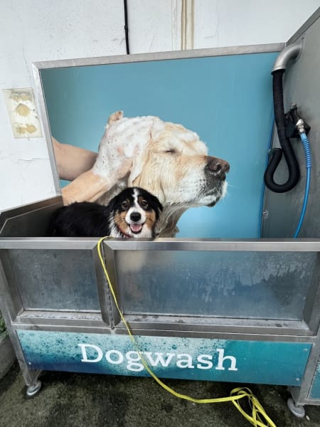 dogwash Montpellier — photo