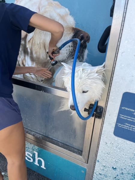 dogwash Montpellier — photo