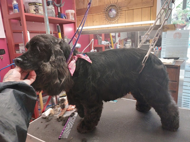 La maison du bien être canin et félin Toutounet — photo
