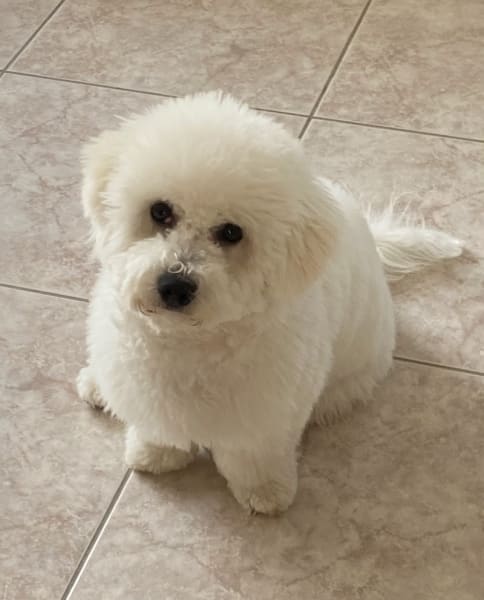 Toilettage Peluche — photo