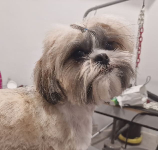 Bon Chic Bon Chien Salon De Toilettage — photo