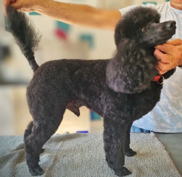 Bon Chic Bon Chien Salon De Toilettage — photo