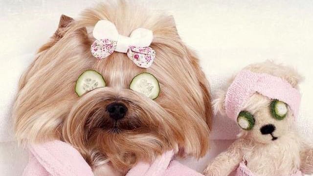 Beauty Dog Toilettage — photo