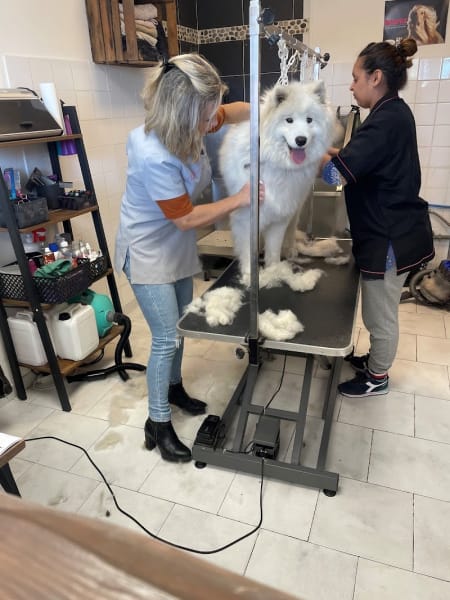 Beauty Dog Toilettage — photo
