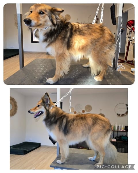 La parenthèse Canine — photo
