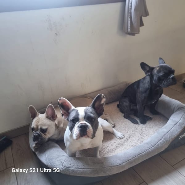 Garde d'animaux : la maison des animaux — photo