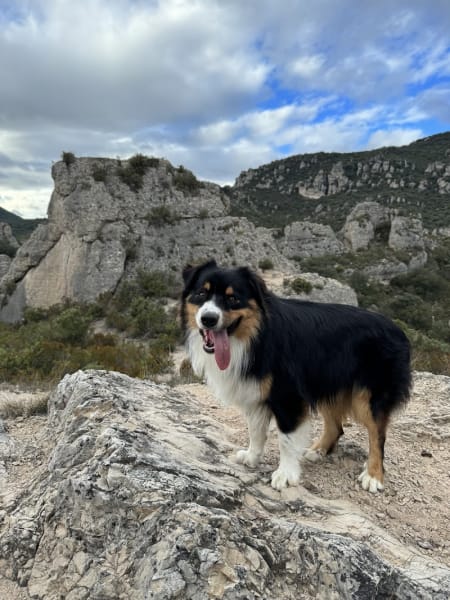 Elevage - Pension Canine Montpellier Domaine Du Salaison — photo