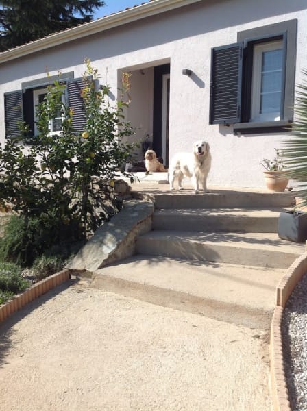 Résidence tous poils pension familiale de luxe pour petits — photo
