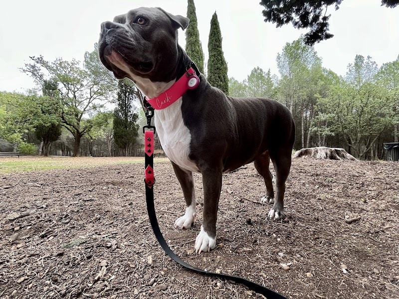 Top Chien — photo