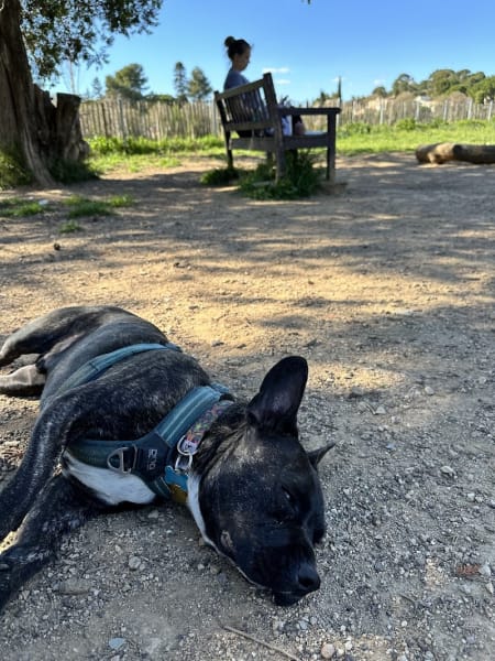 Parc à chiens — photo