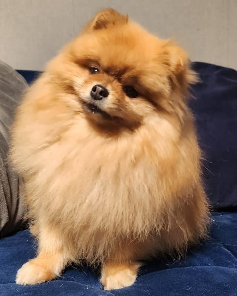 Au Chien Beauté - Toilettage professionnel — photo