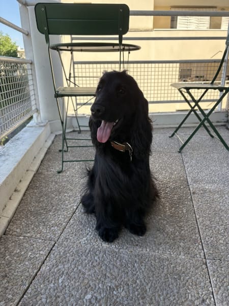 Au Chien Beauté - Toilettage professionnel — photo