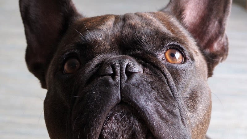 SO Le Salon canin — photo