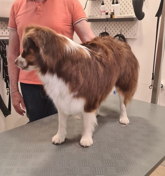 SO Le Salon canin — photo