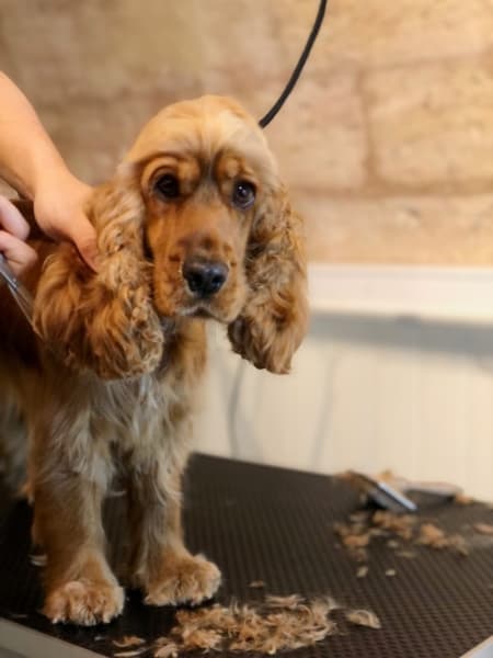 NUGGET - Boutique pour chien & chat à Bordeaux. Concept store café, dogwash et toilettage. — photo