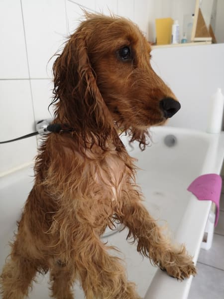 Fidji Toilettage — photo