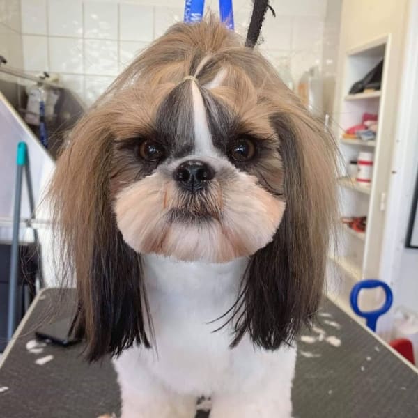 Toilettage Canin Youpi Dog — photo
