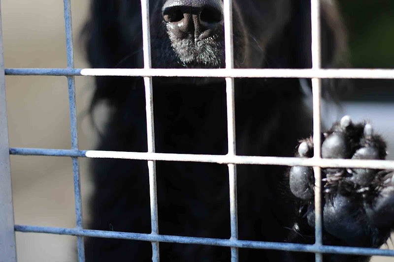 Société Protectrice des Animaux S.P.A — photo