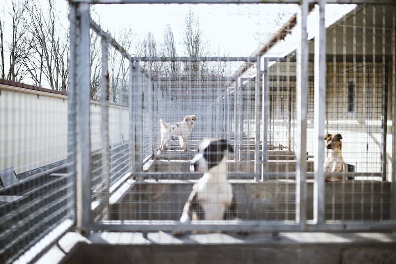 Société Protectrice des Animaux S.P.A — photo