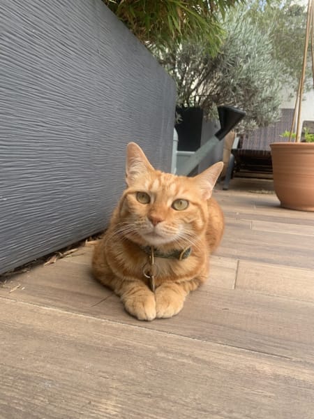 Aurore - Pet Sitter Chiens, Chats et NAC - Bordeaux Bègles — photo