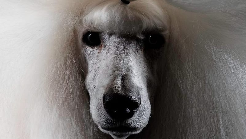 Tendance Chien Et Chat — photo