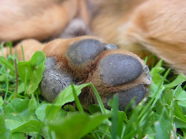 Dog SigNature — photo