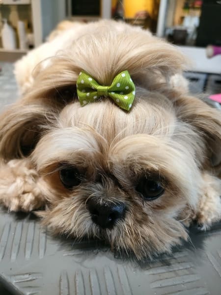 Dog SigNature — photo