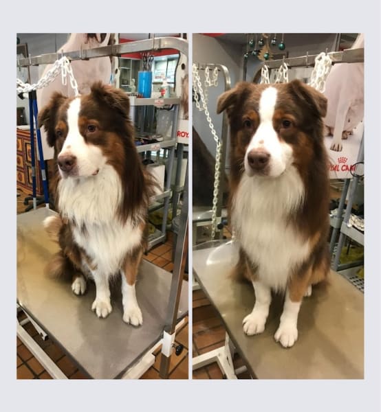 Alizé Toilettage Chiens et Chats — photo