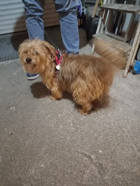 Alizé Toilettage Chiens et Chats — photo
