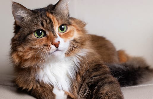 Toilettage TIKITA Chiens Chats Lille Marcq — photo
