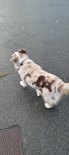 Dogs Island — photo
