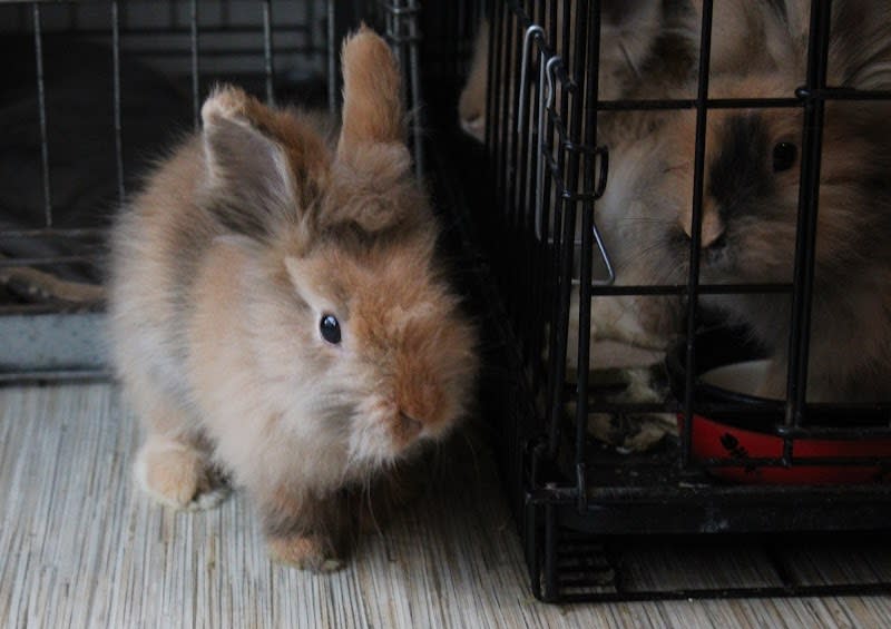 Action 4 Pets — photo