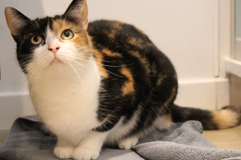Action 4 Pets — photo