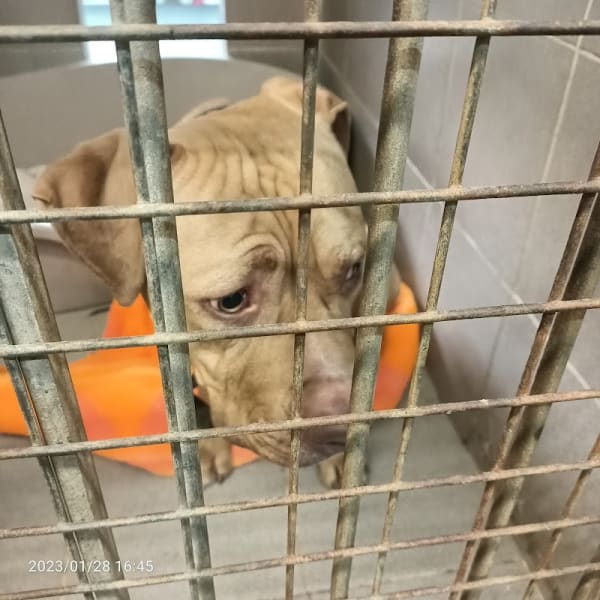 Ligue Protectrice des Animaux du Nord de la France - LPA-NF — photo