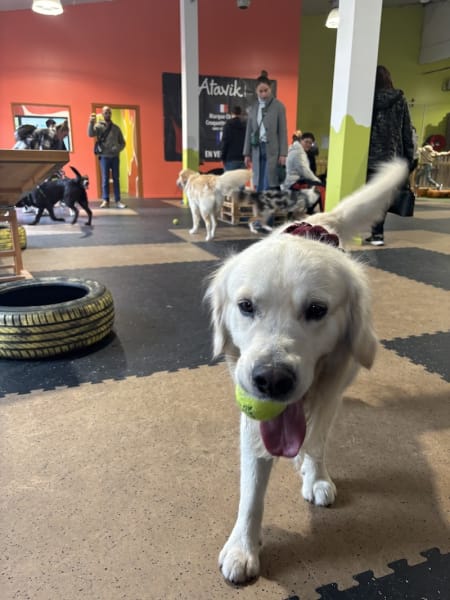 Woof'Land - Parc Canin Indoor — photo