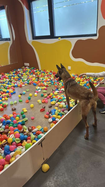 Woof'Land - Parc Canin Indoor — photo