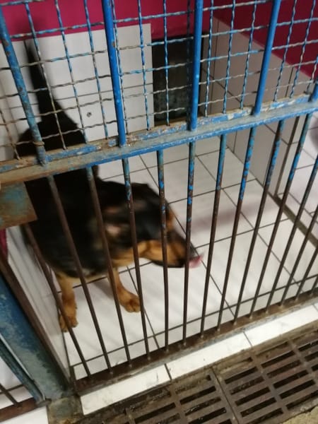 LPA: Ligue Protectrice des Animaux — photo